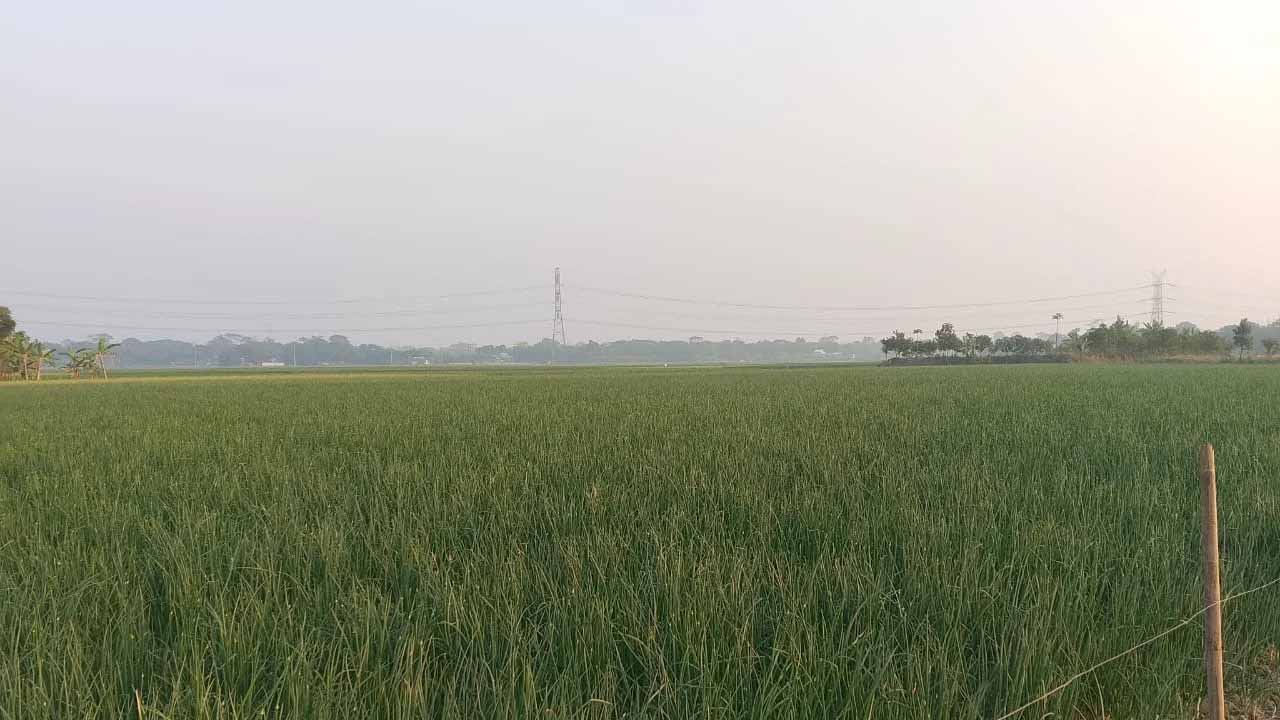 শরীয়তপুরে লক্ষ্যমাত্রার চেয়ে বেশি পেঁয়াজ চাষ